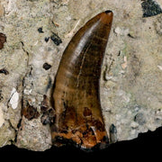 2.2" Tyrannosaur Dinosaur Serrated Fossil Tooth In Matrix Judith River FM Montana COA