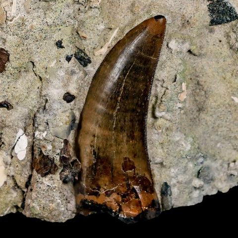 2.2" Tyrannosaur Dinosaur Serrated Fossil Tooth In Matrix Judith River FM Montana COA - Fossil Age Minerals