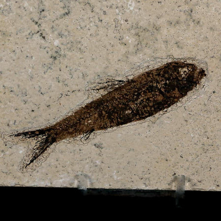 3.3" Knightia Eocaena Fossil Fish Green River FM Wyoming Eocene Age COA & Stand