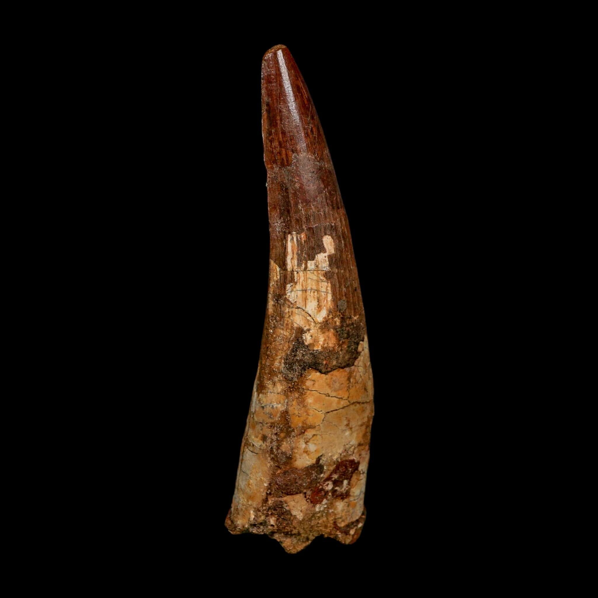 XL 3.6" Spinosaurus Fossil Tooth 100 Million Years Old Cretaceous Dinosaur COA