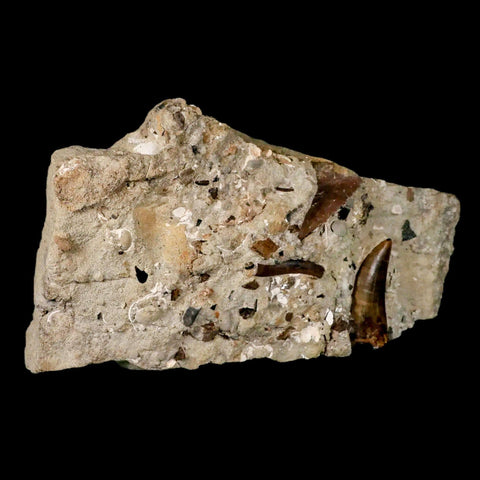 2.2" Tyrannosaur Dinosaur Serrated Fossil Tooth In Matrix Judith River FM Montana COA - Fossil Age Minerals