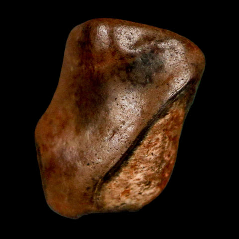 0.5" Triceratops Fossil Tooth Lance Creek FM Cretaceous Dinosaur WY COA Display