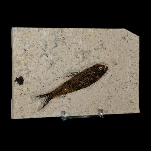 3.3" Knightia Eocaena Fossil Fish Green River FM Wyoming Eocene Age COA & Stand