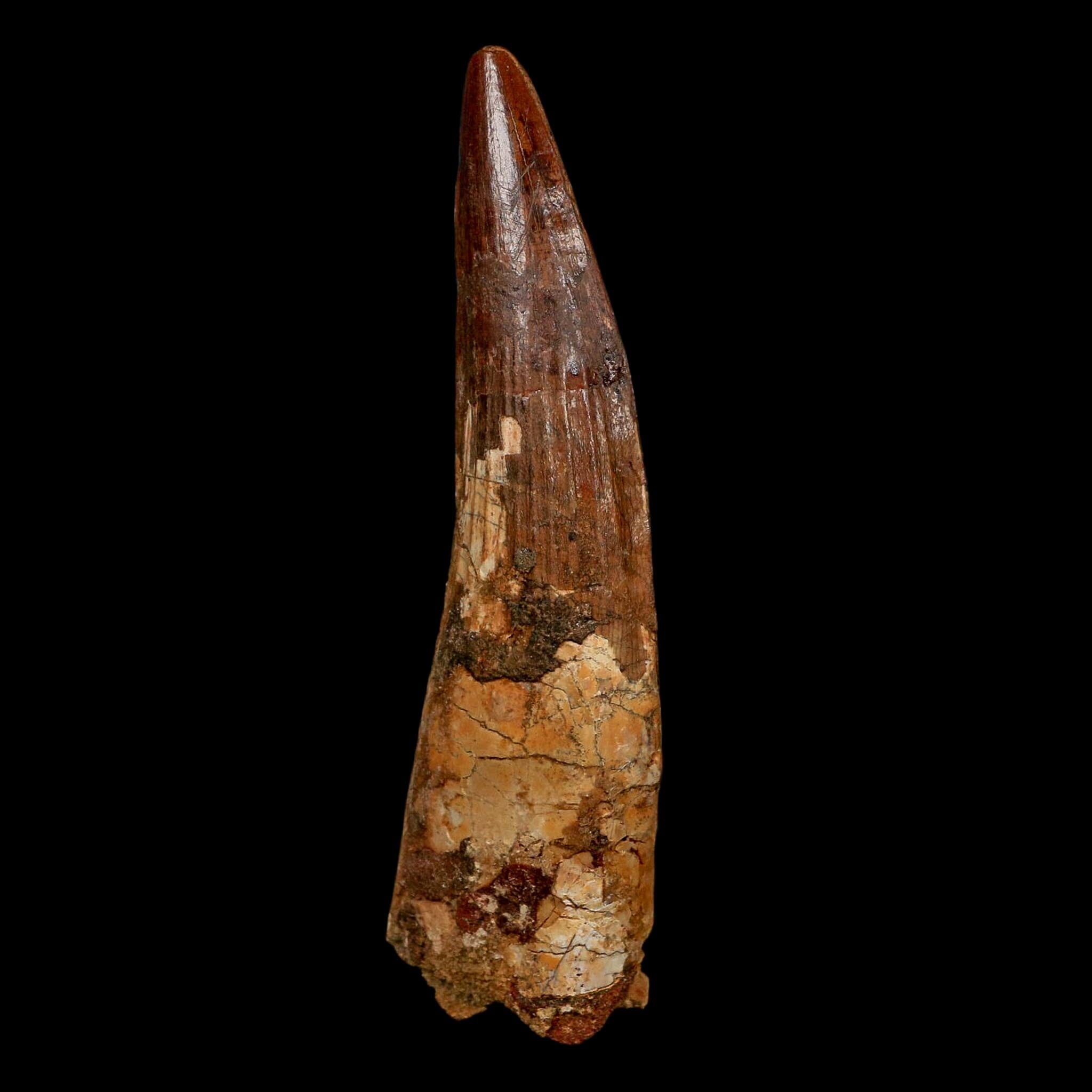 XL 3.6" Spinosaurus Fossil Tooth 100 Million Years Old Cretaceous Dinosaur COA