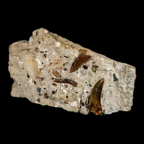 2.2" Tyrannosaur Dinosaur Serrated Fossil Tooth In Matrix Judith River FM Montana COA - Fossil Age Minerals
