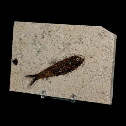 3.3" Knightia Eocaena Fossil Fish Green River FM Wyoming Eocene Age COA & Stand