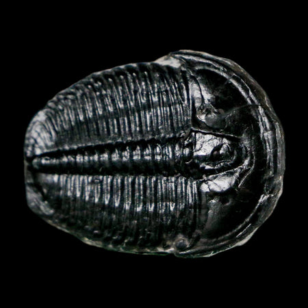 1" Elrathia Kingi Trilobite Fossil Utah Cambrian Age 521 Million Years Old COA
