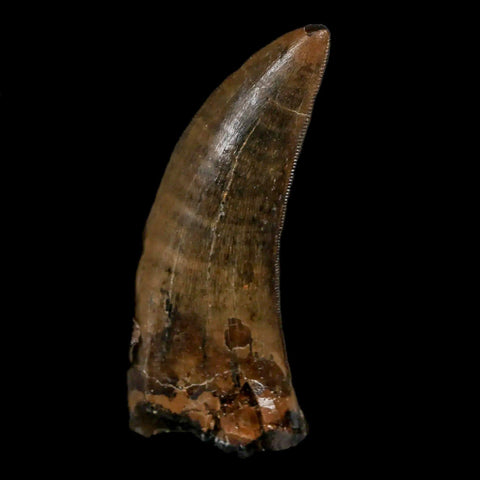 2.2" Tyrannosaur Dinosaur Serrated Fossil Tooth In Matrix Judith River FM Montana COA - Fossil Age Minerals