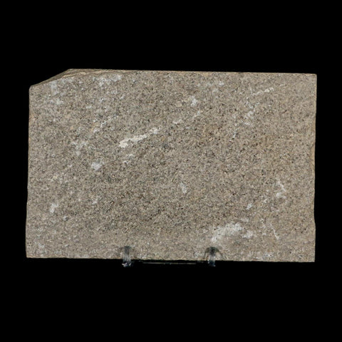 3.3" Knightia Eocaena Fossil Fish Green River FM Wyoming Eocene Age COA & Stand