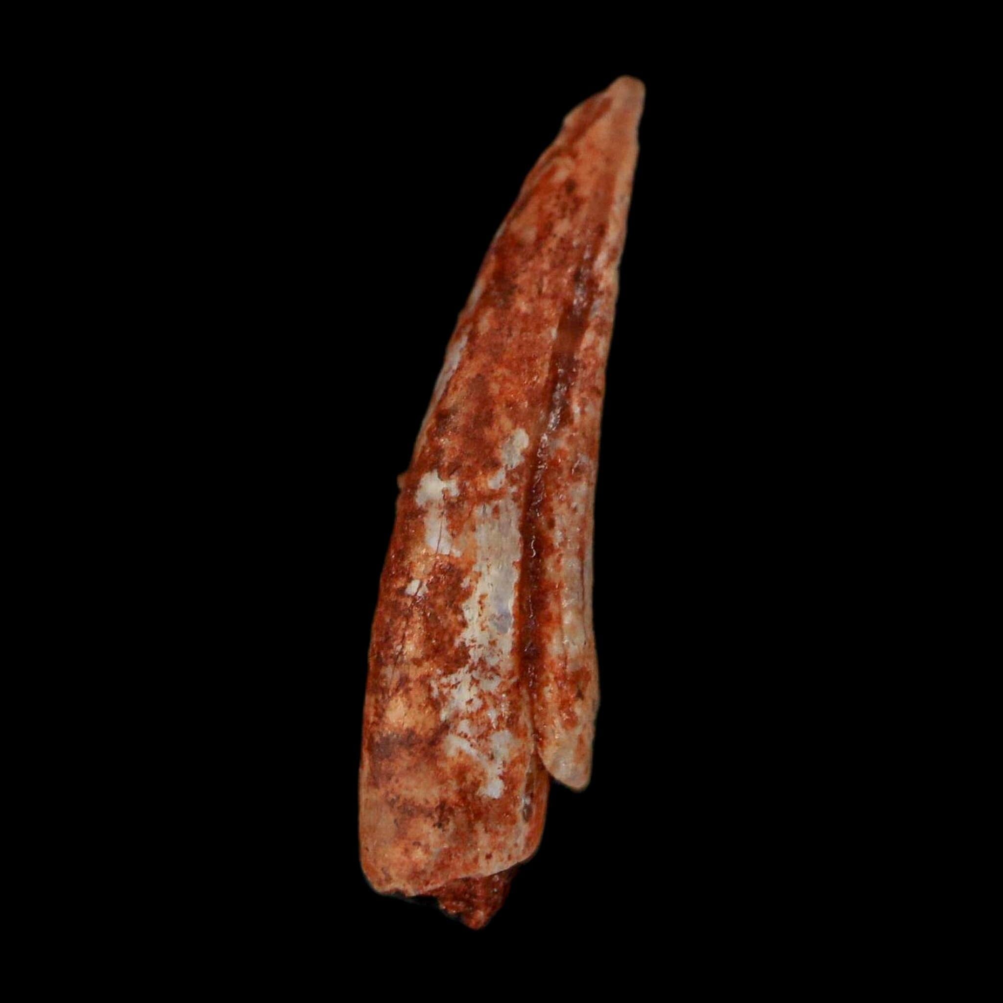 0.7" Dromaeosaurid Raptor Fossil Claw Cretaceous Age Dinosaur COA, Display - Fossil Age Minerals