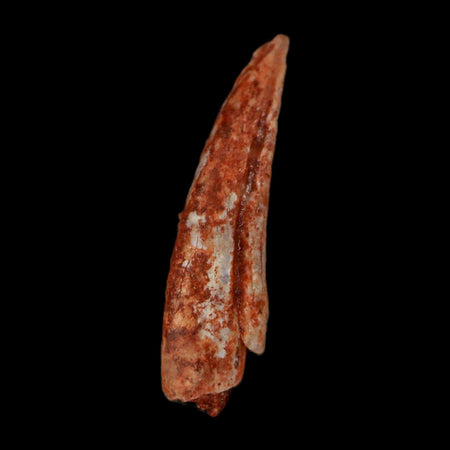 0.7" Dromaeosaurid Raptor Fossil Claw Cretaceous Age Dinosaur COA, Display