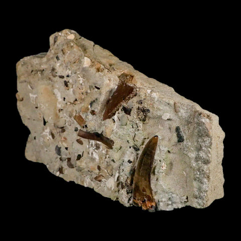 2.2" Tyrannosaur Dinosaur Serrated Fossil Tooth In Matrix Judith River FM Montana COA - Fossil Age Minerals