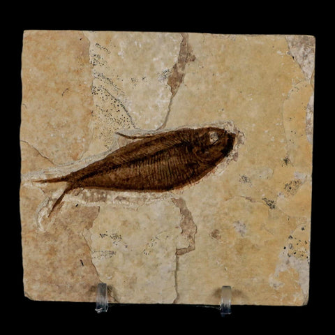 2.6" Diplomystus Dentatus Fossil Fish Green River FM WY Eocene Age COA, Stand