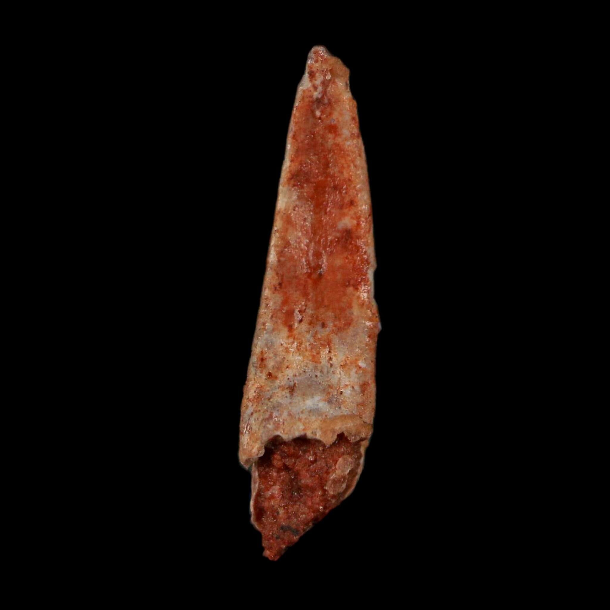 0.7" Dromaeosaurid Raptor Fossil Claw Cretaceous Age Dinosaur COA, Display - Fossil Age Minerals