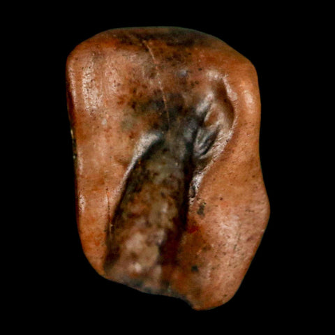 0.5" Triceratops Fossil Tooth Lance Creek FM Cretaceous Dinosaur WY COA Display