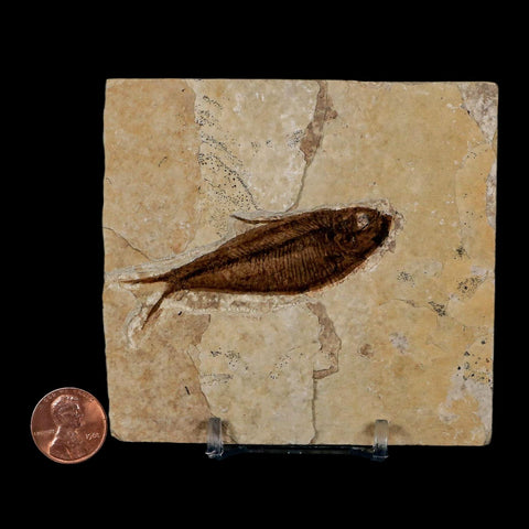 2.6" Diplomystus Dentatus Fossil Fish Green River FM WY Eocene Age COA, Stand