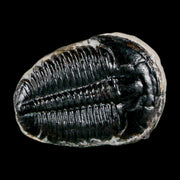 1" Elrathia Kingi Trilobite Fossil Utah Cambrian Age 521 Million Years Old COA