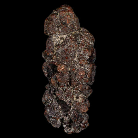 3" Prehistoric Coprolite Fossil Specimen Poop Dung Miocene Madagascar - Fossil Age Minerals
