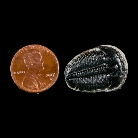 1" Elrathia Kingi Trilobite Fossil Utah Cambrian Age 521 Million Years Old COA - Fossil Age Minerals