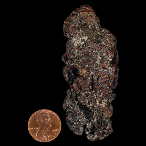 3" Prehistoric Coprolite Fossil Specimen Poop Dung Miocene Madagascar - Fossil Age Minerals