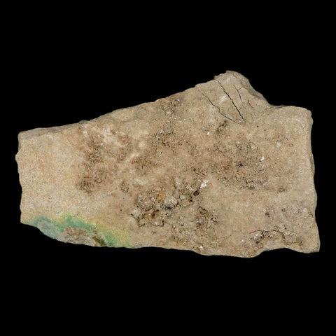 2.2" Tyrannosaur Dinosaur Serrated Fossil Tooth In Matrix Judith River FM Montana COA - Fossil Age Minerals
