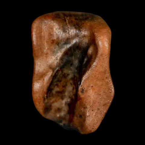 0.5" Triceratops Fossil Tooth Lance Creek FM Cretaceous Dinosaur WY COA Display