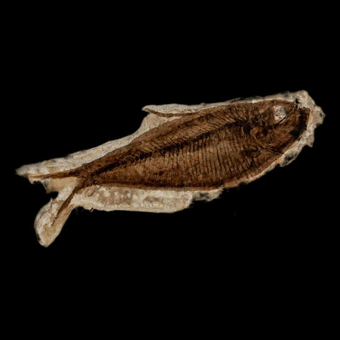 2.6" Diplomystus Dentatus Fossil Fish Green River FM WY Eocene Age COA, Stand