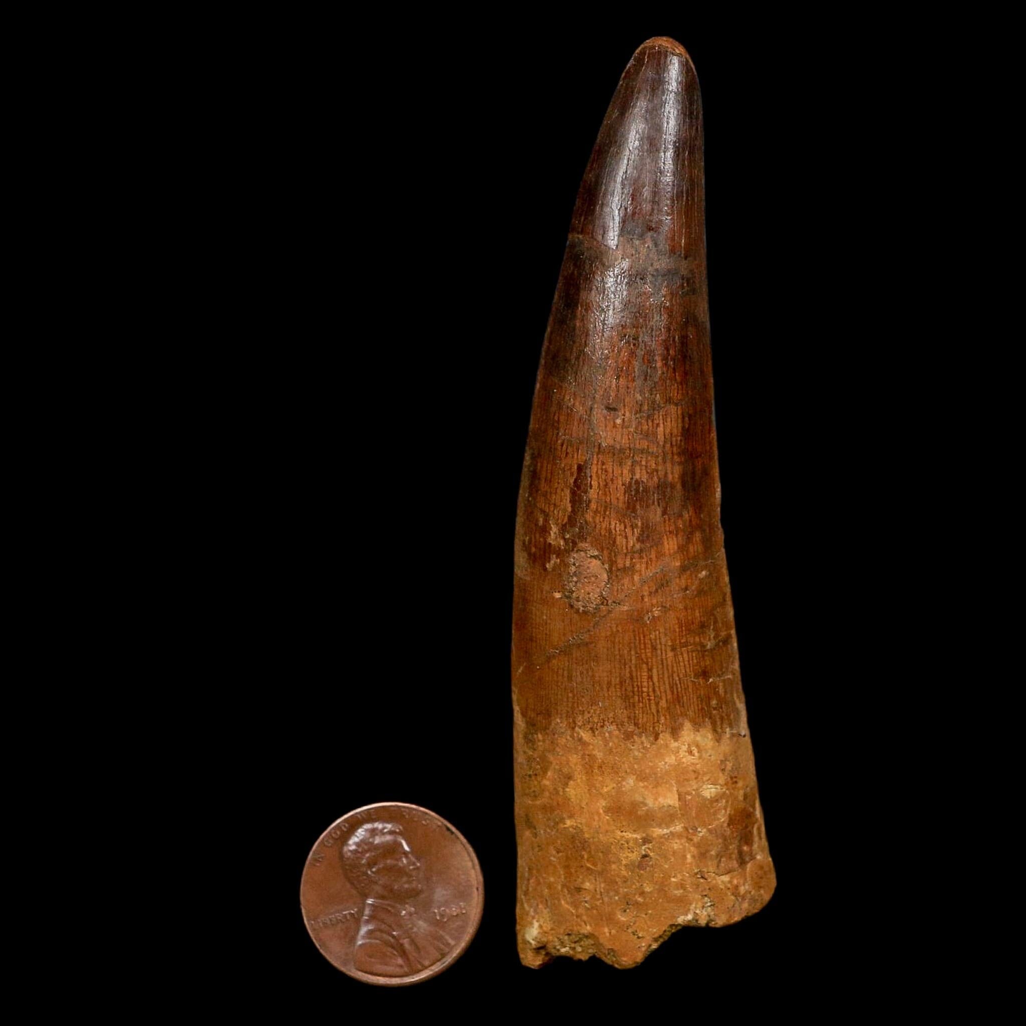 XL 3.7" Spinosaurus Fossil Tooth 100 Million Years Old Cretaceous Dinosaur COA