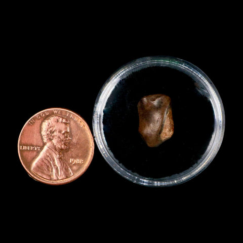 0.5" Triceratops Fossil Tooth Lance Creek FM Cretaceous Dinosaur WY COA Display