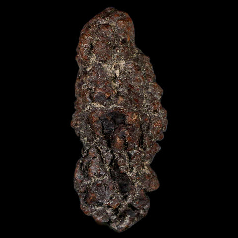 3" Prehistoric Coprolite Fossil Specimen Poop Dung Miocene Madagascar - Fossil Age Minerals
