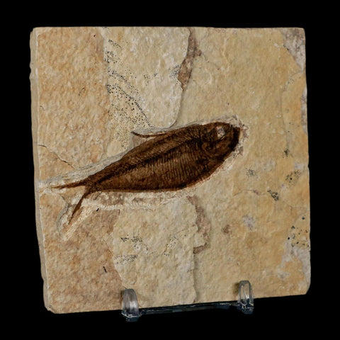 2.6" Diplomystus Dentatus Fossil Fish Green River FM WY Eocene Age COA, Stand