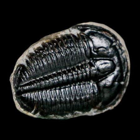 1" Elrathia Kingi Trilobite Fossil Utah Cambrian Age 521 Million Years Old COA