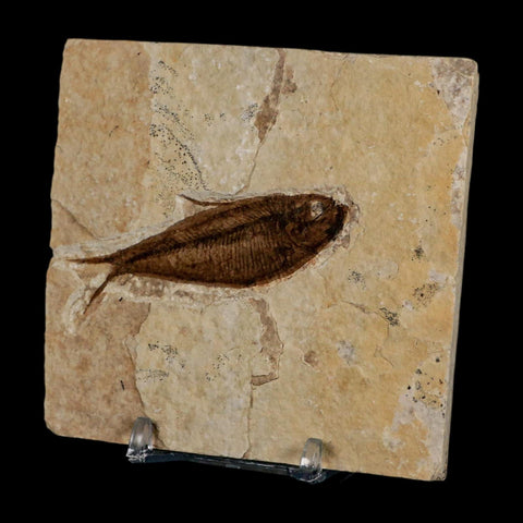 2.6" Diplomystus Dentatus Fossil Fish Green River FM WY Eocene Age COA, Stand