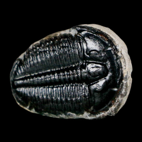 1" Elrathia Kingi Trilobite Fossil Utah Cambrian Age 521 Million Years Old COA - Fossil Age Minerals