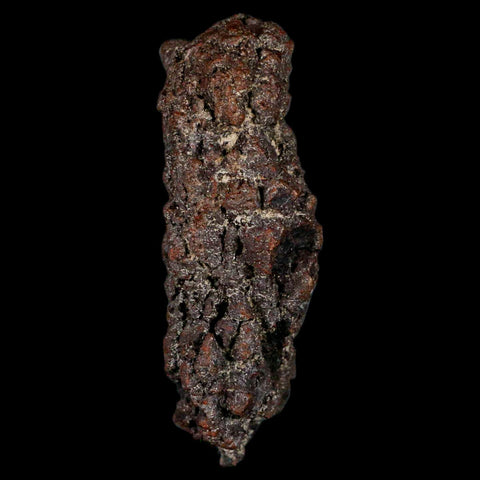 3" Prehistoric Coprolite Fossil Specimen Poop Dung Miocene Madagascar - Fossil Age Minerals