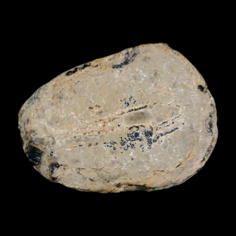 1" Elrathia Kingi Trilobite Fossil Utah Cambrian Age 521 Million Years Old COA - Fossil Age Minerals