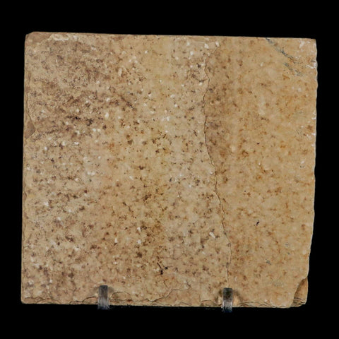 2.6" Diplomystus Dentatus Fossil Fish Green River FM WY Eocene Age COA, Stand