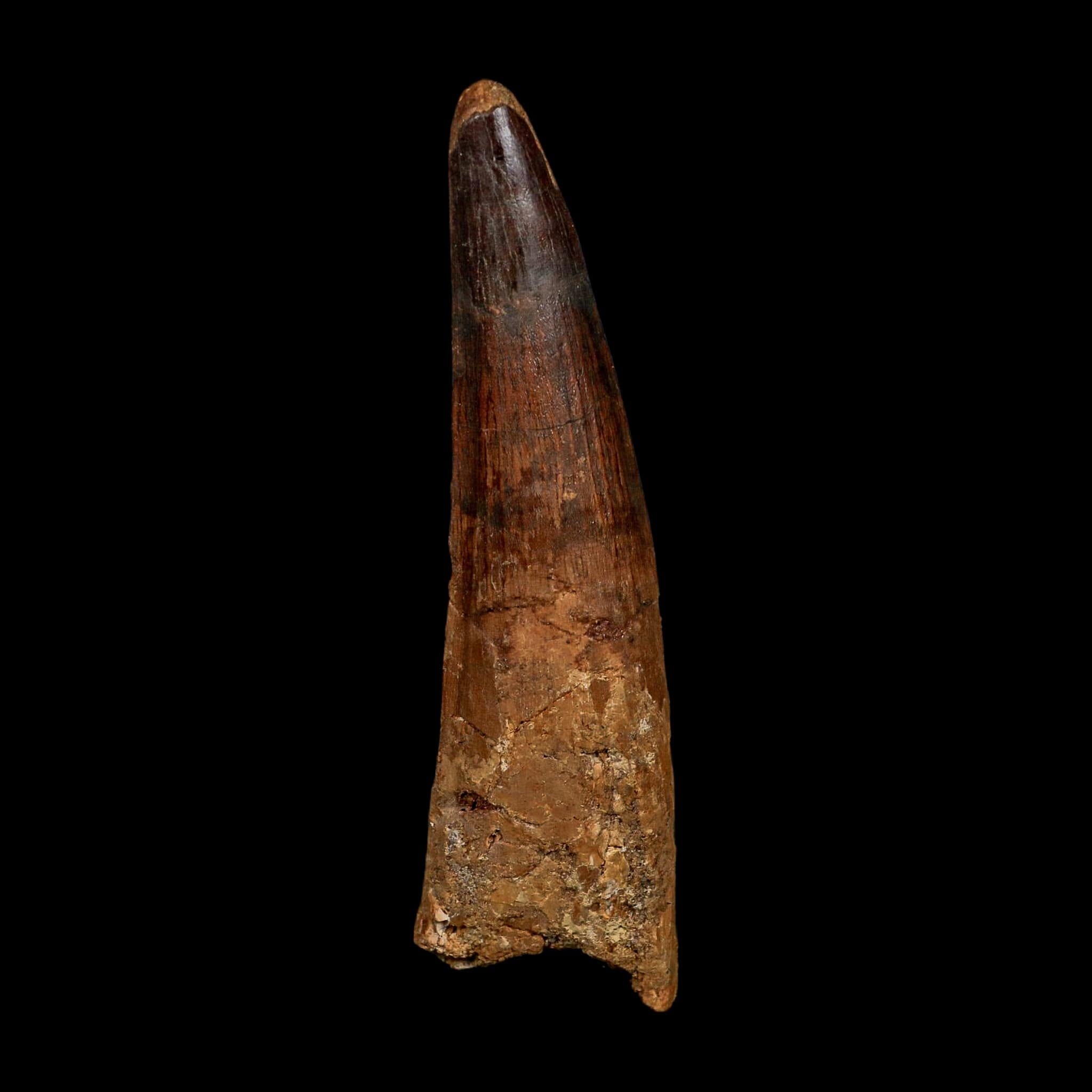 XL 3.7" Spinosaurus Fossil Tooth 100 Million Years Old Cretaceous Dinosaur COA