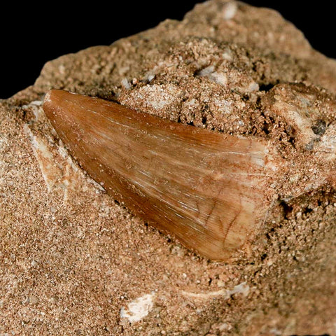 1.2" Mosasaur Baugei Fossil Tooth In Matrix Cretaceous Dinosaur Era COA - Fossil Age Minerals