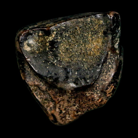 XL 0.6" Triceratops Fossil Tooth Lance Creek FM Cretaceous Dinosaur WY COA Display