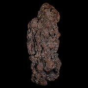 3" Prehistoric Coprolite Fossil Specimen Poop Dung Miocene Madagascar