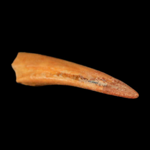 0.7" Dromaeosaurid Raptor Fossil Claw Cretaceous Age Dinosaur COA, Display - Fossil Age Minerals