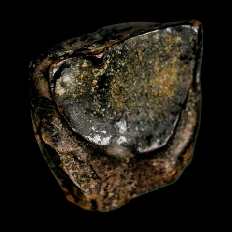 XL 0.6" Triceratops Fossil Tooth Lance Creek FM Cretaceous Dinosaur WY COA Display