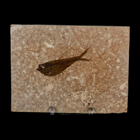 2.2" Diplomystus Dentatus Fossil Fish Green River FM WY Eocene Age COA, Stand