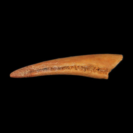 0.7" Dromaeosaurid Raptor Fossil Claw Cretaceous Age Dinosaur COA, Display