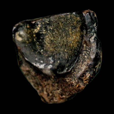 XL 0.6" Triceratops Fossil Tooth Lance Creek FM Cretaceous Dinosaur WY COA Display