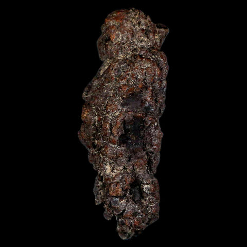 3" Prehistoric Coprolite Fossil Specimen Poop Dung Miocene Madagascar - Fossil Age Minerals