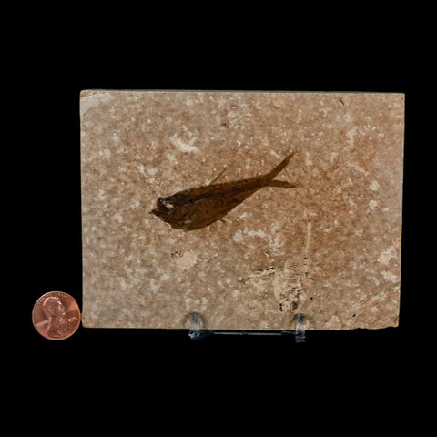 2.2" Diplomystus Dentatus Fossil Fish Green River FM WY Eocene Age COA, Stand