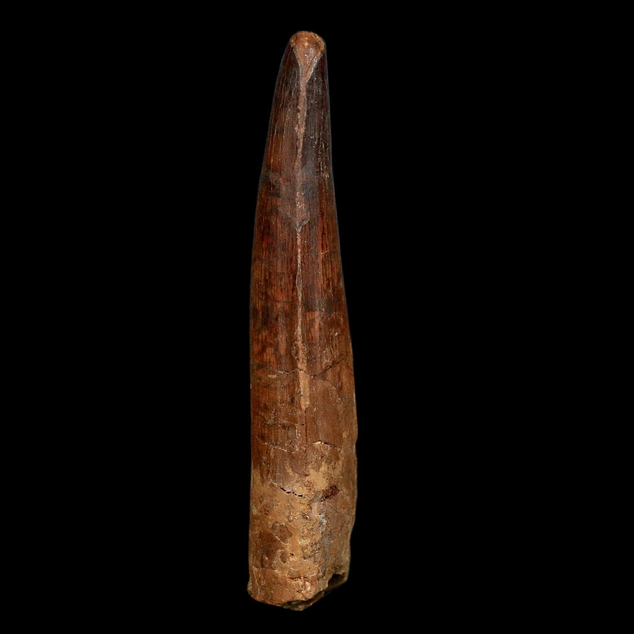XL 3.7" Spinosaurus Fossil Tooth 100 Million Years Old Cretaceous Dinosaur COA