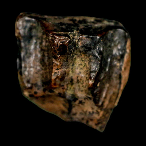 XL 0.6" Triceratops Fossil Tooth Lance Creek FM Cretaceous Dinosaur WY COA Display